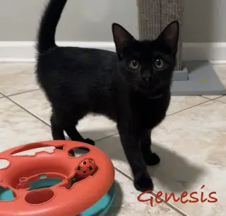 Genesis