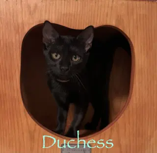 Duchess