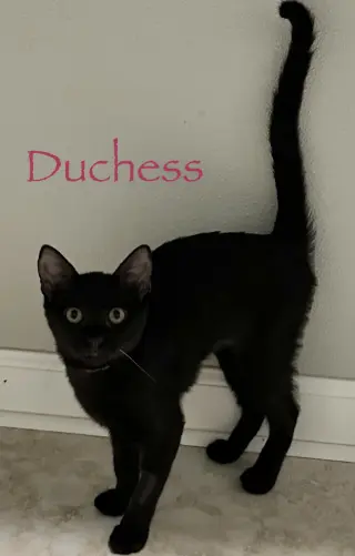 Duchess