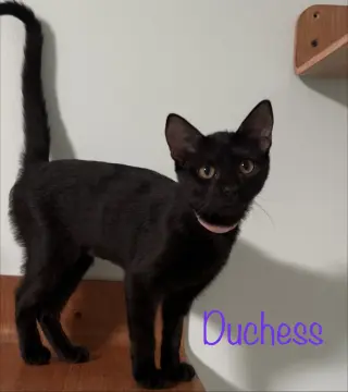 Duchess