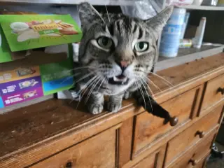 Meowser