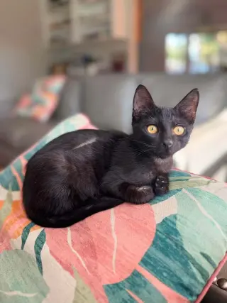 Binx