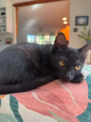Binx