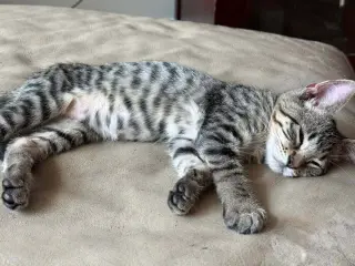 Bubba
