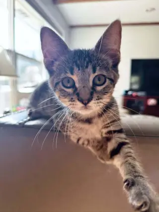 Bubba