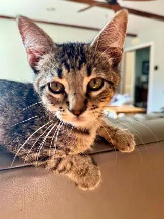 Bubba