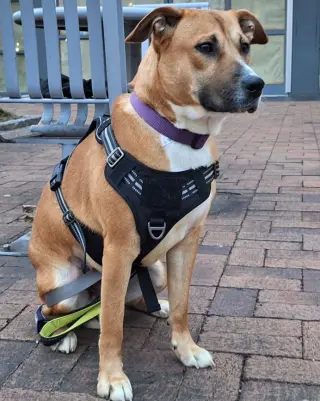 Sadie