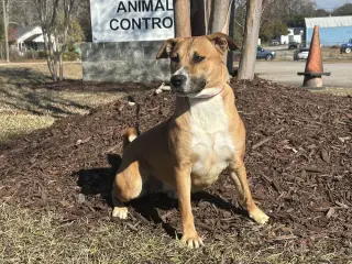 Sadie