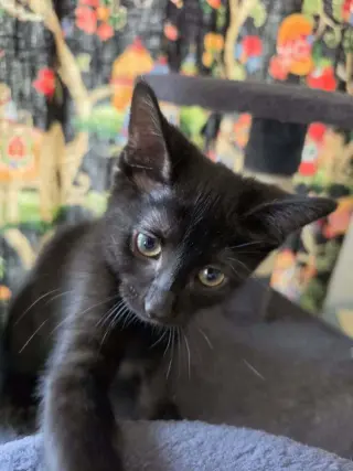 Gigi