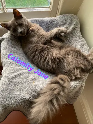 Calamity Jane
