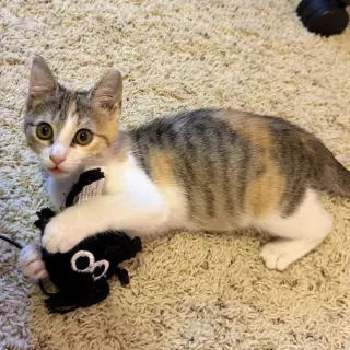 Stella