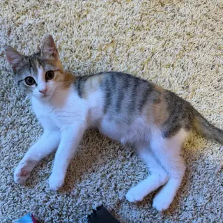 Stella
