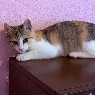 Stella