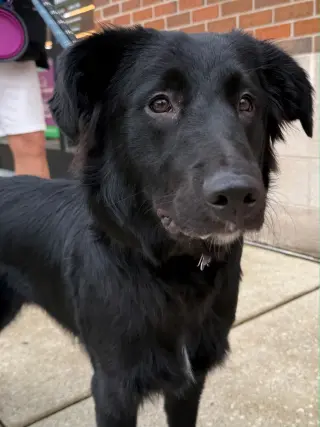 Nova
