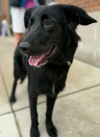 Nova