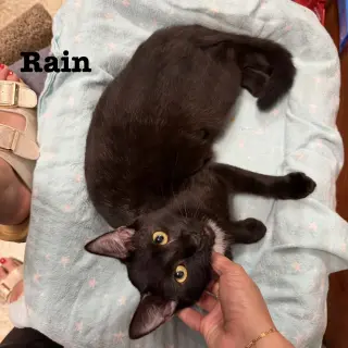 Rain