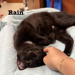 Rain