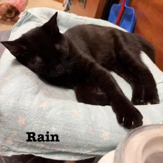 Rain