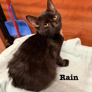 Rain
