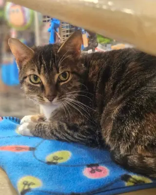 Lucy