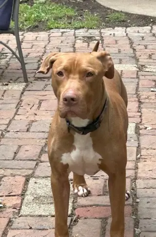 Caesar