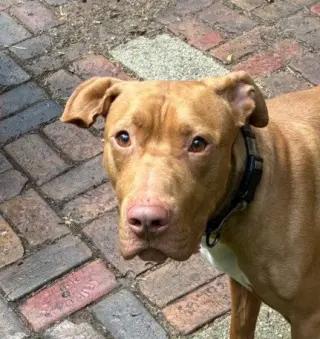 Caesar