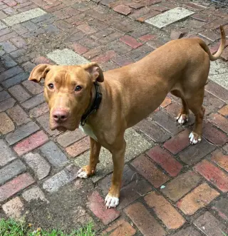 Caesar