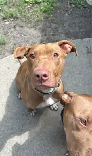Caesar