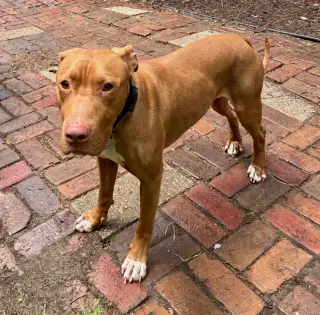 Caesar