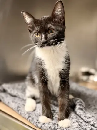 Emmylou