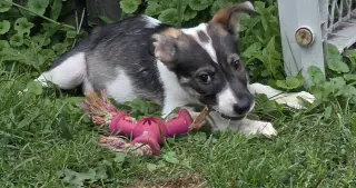 Harper
