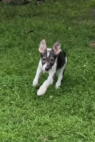 Harper