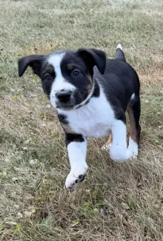 Astro