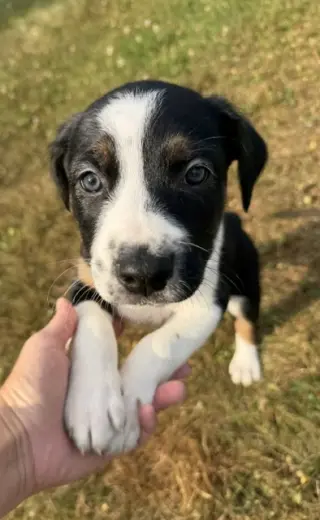 Astro