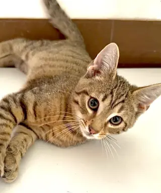 Brass Knuckles-At Petco in High Pointe Commons