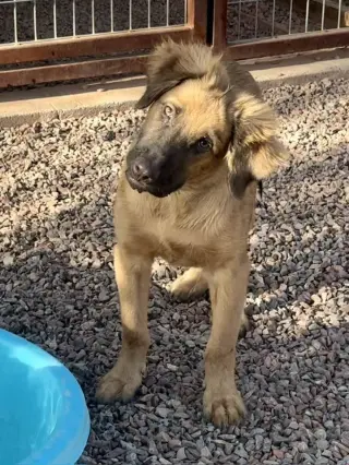 Yogi