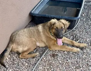 Yogi
