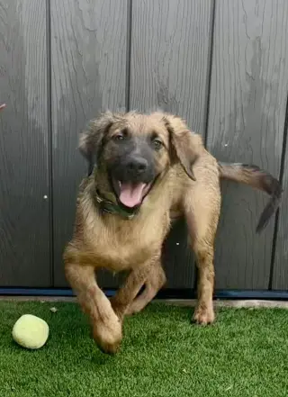 Yogi
