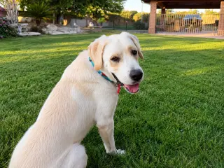 Chico