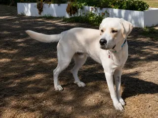 Chico