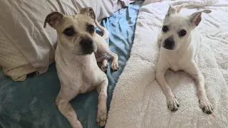 Hazel, a small mixed breed female