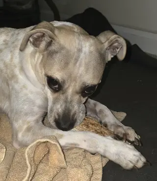 Hazel, a small mixed breed female