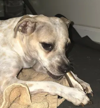 Hazel, a small mixed breed female