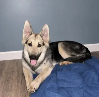 Jake