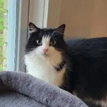 Phoebe