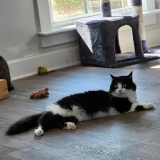 Phoebe