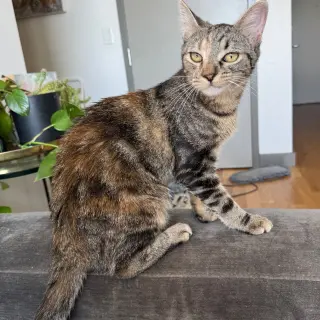 Hissy