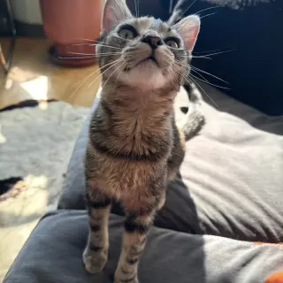 Hissy