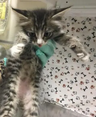 LITTLE BOY