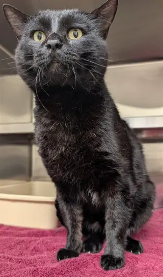 GULLIVER